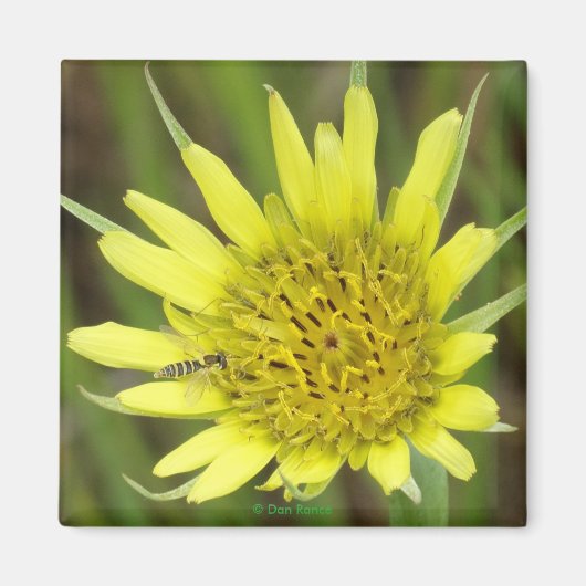 F41 Gele Wilde Bloem Geitebaard Magneet (Voorkant)