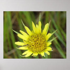 F41 Gele Wilde Bloem Geitebaard Poster
