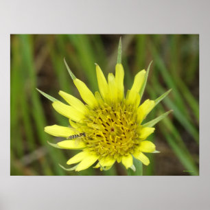 F41 Gele Wilde Bloem Geitebaard Poster