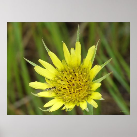 F41 Gele Wilde Bloem Geitebaard Poster (Voorkant)