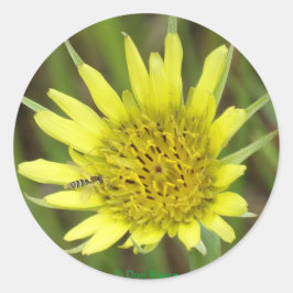 F41 Gele Wilde Bloem Geitebaard Ronde Sticker