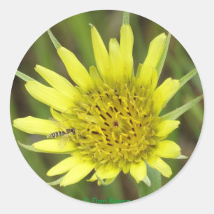 F41 Gele Wilde Bloem Geitebaard Ronde Sticker