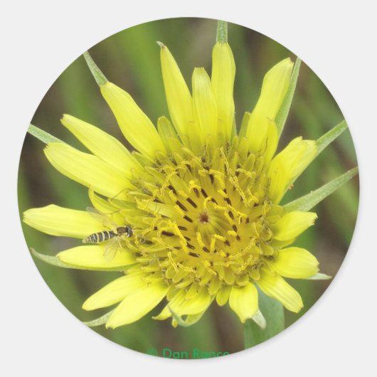 F41 Gele Wilde Bloem Geitebaard Ronde Sticker (Voorkant)
