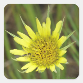 F41 Gele Wilde Bloem Geitebaard Vierkante Sticker
