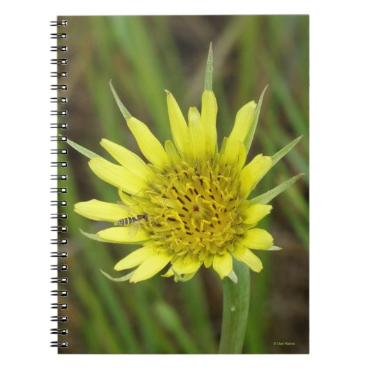 F41 Gele Wilde Bloem Geitenbaard Notitieboek (Voorkant)