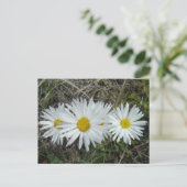 F42 Witte Wildbloemen Vloeiende ester Briefkaart (Staand voorkant)
