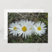 F42 Witte Wildbloemen Vloeiende ester Briefkaart (Voorkant / Achterkant)