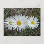 F42 Witte Wildbloemen Vloeiende ester Briefkaart (Voorkant)