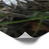 F42 Witte Wildbloemen Vloeiende ester Poster (Hoek)