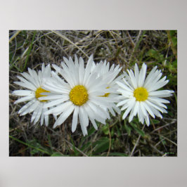 F42 Witte Wildbloemen Vloeiende ester Poster
