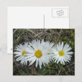 F42 Witte Wilde Bloemen Gladde Aster Briefkaart (Voorkant / Achterkant)