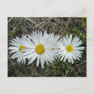 F42 Witte Wilde Bloemen Gladde Aster Briefkaart