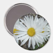 F42 Witte Wilde Bloemen Gladde Aster Magneet (Voorkant / Achterkant)