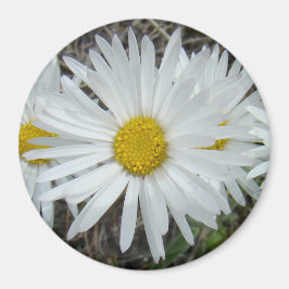 F42 Witte Wilde Bloemen Gladde Aster Magneet