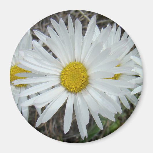 F42 Witte Wilde Bloemen Gladde Aster Magneet (Voorkant)
