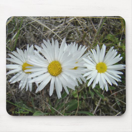 F42 Witte Wilde Bloemen Gladde Aster Muismat (Voorkant)