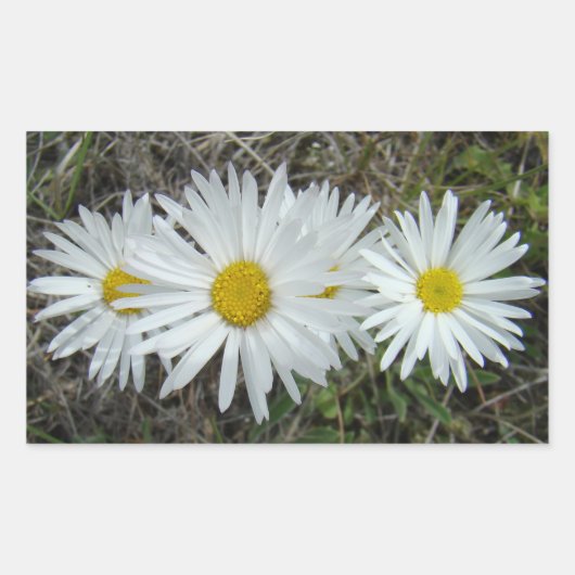 F42 Witte Wilde Bloemen Gladde Aster Rechthoekige Sticker (Voorkant)