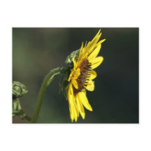 F43 Gele Wilde Bloem Black-eyed Susan