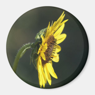 F43 Gele Wilde Bloem Black-eyed Susan Magneet