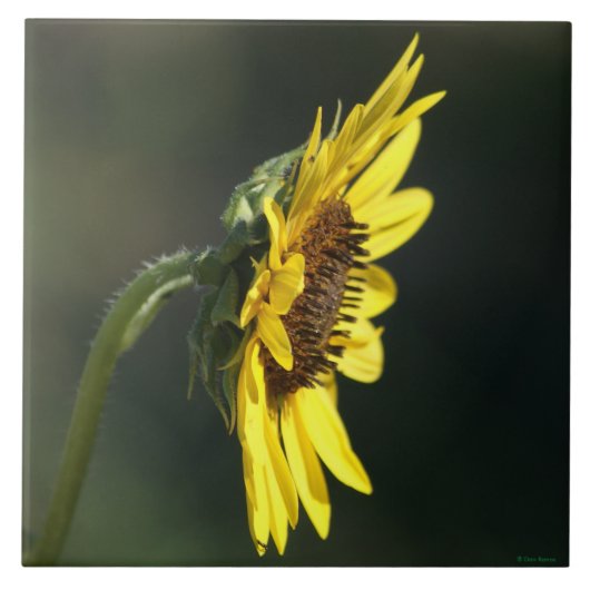 F43 Gele Wilde Bloem Black-eyed Susan Tegeltje (Voorkant)