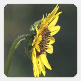 F43 Gele Wilde Bloem Black-eyed Susan Vierkante Sticker