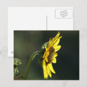 F43 Yellow Wildflower Black-eyed Susan Briefkaart (Voorkant / Achterkant)