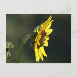 F43 Yellow Wildflower Black-eyed Susan Briefkaart