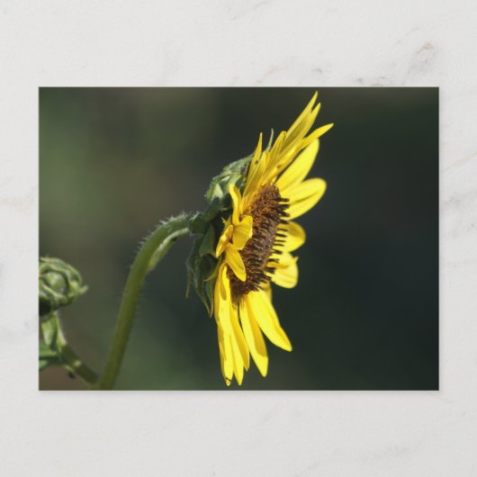 F43 Yellow Wildflower Black-eyed Susan Briefkaart (Voorkant)