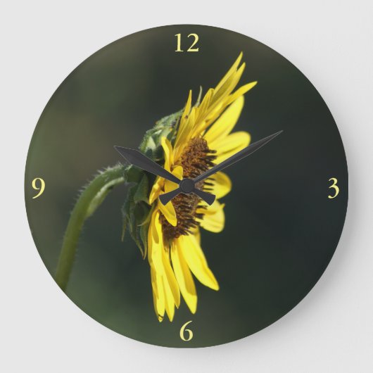 F43 Yellow Wildflower Black-eyed Susan Grote Klok (Voorkant)