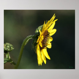 F43 Yellow Wildflower Black-eyed Susan Poster