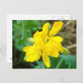 F44 Gele wilde bloemen Wilde mosterd Briefkaart (Voorkant / Achterkant)