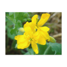 F44 Gele wilde bloemen Wilde mosterd