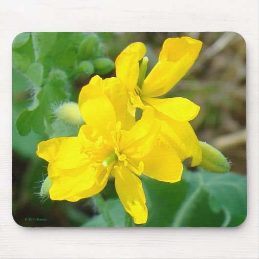 F44 Gele wilde bloemen Wilde mosterd Muismat (Voorkant)