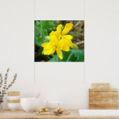 F44 Gele wilde bloemen Wilde mosterd Poster (Keuken)