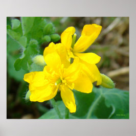 F44 Gele wilde bloemen Wilde mosterd Poster