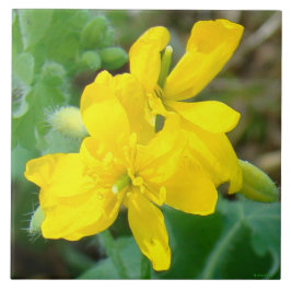 F44 Gele wilde bloemen Wilde mosterd Tegeltje