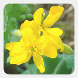 F44 Gele wilde bloemen Wilde mosterd Vierkante Sticker