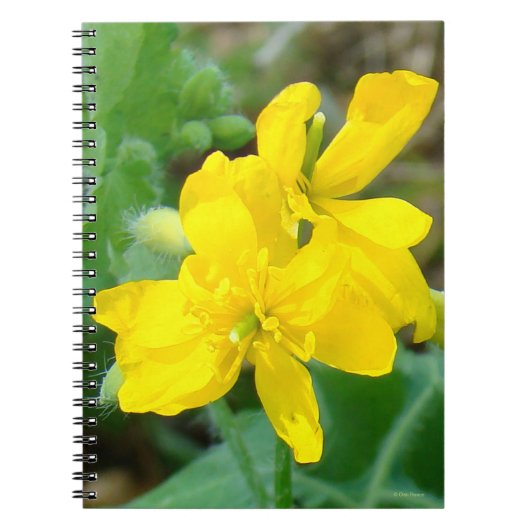 F44 Yellow Wildflower Wilde Mosterd Notitieboek (Voorkant)