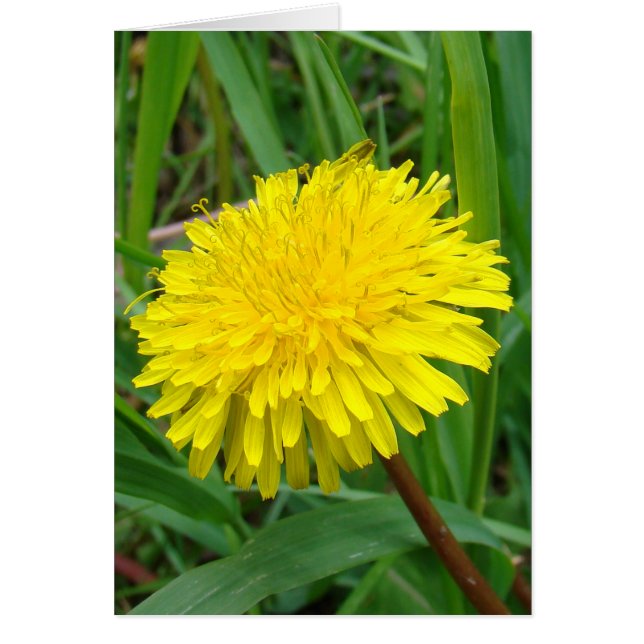 F45 Dandelion "Taraxacum officinale" (Voorkant)