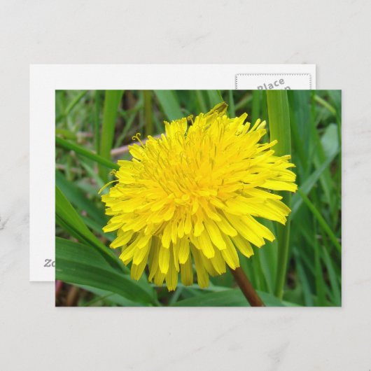 F45 Dandelion "Taraxacum officinale" Briefkaart (Voorkant / Achterkant)