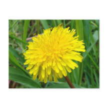 F45 Dandelion "Taraxacum officinale"