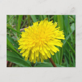 F45 Dandelion "Taraxacum officinale" Briefkaart
