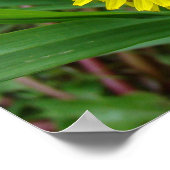 F45 Dandelion "Taraxacum officinale" Poster (Hoek)