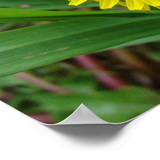 F45 Dandelion "Taraxacum officinale" Poster (Hoek)