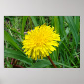 F45 Dandelion "Taraxacum officinale" Poster (Voorkant)