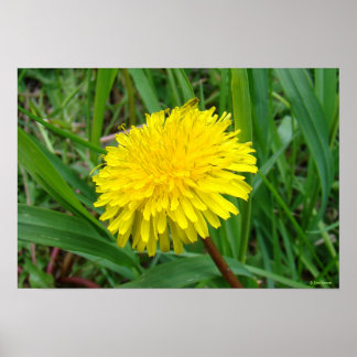 F45 Dandelion "Taraxacum officinale" Poster