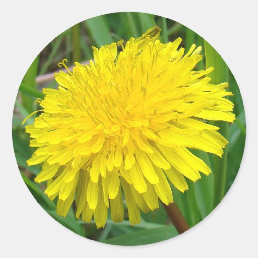 F45 Dandelion "Taraxacum officinale" Ronde Sticker (Voorkant)