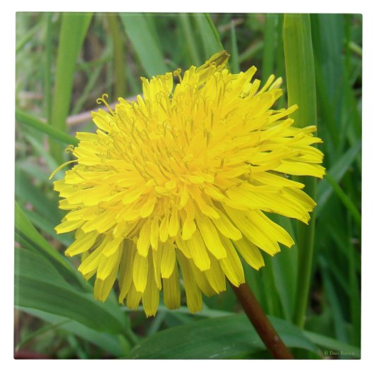 F45 Dandelion "Taraxacum officinale" Tegeltje (Voorkant)