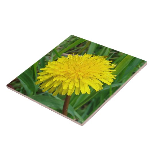 F45 Dandelion "Taraxacum officinale" Tegeltje (Zijkant)