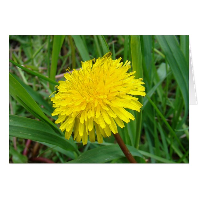 F45 Paardenbloem "Taraxacum officinale" (Voorkant Horizontaal)